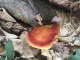 Phylloporus rhodoxanthus image