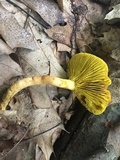 Phylloporus rhodoxanthus image