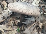 Tylopilus alboater image