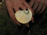 Cantharocybe gruberi image