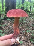 Baorangia bicolor image