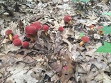 Baorangia bicolor image
