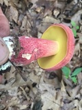 Baorangia bicolor image