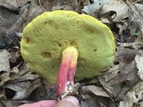 Boletus pallidoroseus image