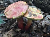 Boletus pallidoroseus image