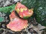 Boletus pallidoroseus image