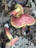 Boletus pallidoroseus image