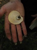 Cantharocybe gruberi image