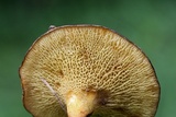 Boletinellus merulioides image