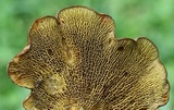 Boletinellus merulioides image