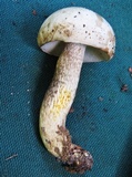 Retiboletus griseus image