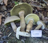 Polyporus leptocephalus image