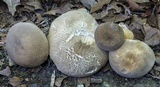 Polyporus leptocephalus image
