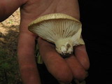 Cantharocybe gruberi image