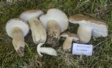 Boletus variipes image