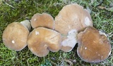 Boletus variipes image