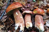 Boletus subcaerulescens image