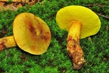 Xerocomus morrisii image
