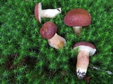 Xanthoconium purpureum image