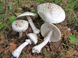 Amanita canescens image