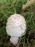 Amanita canescens image
