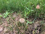 Parasola auricoma image