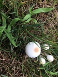 Leucocoprinus cepistipes image