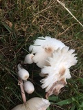 Leucocoprinus cepistipes image
