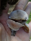 Trametes hirsuta image