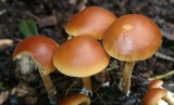 Agrocybe arvalis image