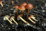 Agrocybe arvalis image