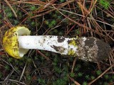 Amanita flavorubens image