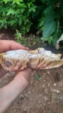 Tylopilus felleus image