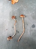 Psilocybe tampanensis image
