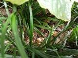 Psilocybe tampanensis image