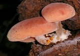 Rhodotus palmatus image