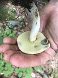 Boletus pallidus image