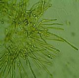 Leotia viscosa image