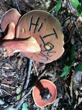 Boletus carminiporus image