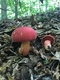 Boletus carminiporus image