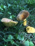 Boletus auripes image