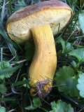 Boletus auripes image