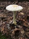 Amanita cokeri image