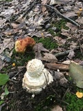 Amanita cokeri image