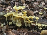 Chrysomphalina strombodes image
