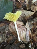 Chrysomphalina strombodes image