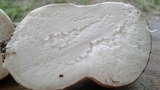 Calvatia craniiformis image