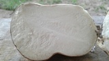 Calvatia craniiformis image