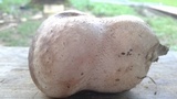 Calvatia craniiformis image