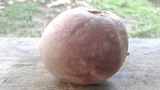 Calvatia craniiformis image